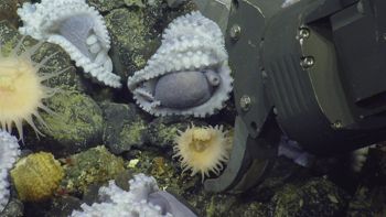 Media type: image;   Invertebrate Zoology 153104 Description: live specimen;